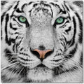 Black and White Tiger Acrylic Wall Art