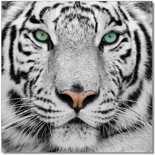 Black and White Tiger Acrylic Wall Art