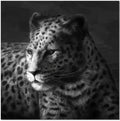 Cheetah Wall Art