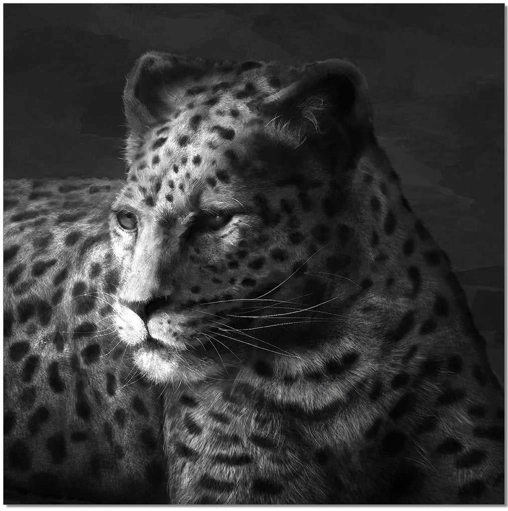 Cheetah Wall Art