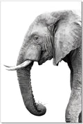 Tusk Wall Art