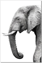 Tusk Wall Art