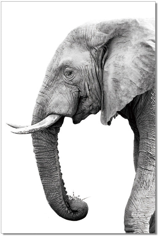 Tusk Wall Art