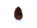 Decorative Pine Cone